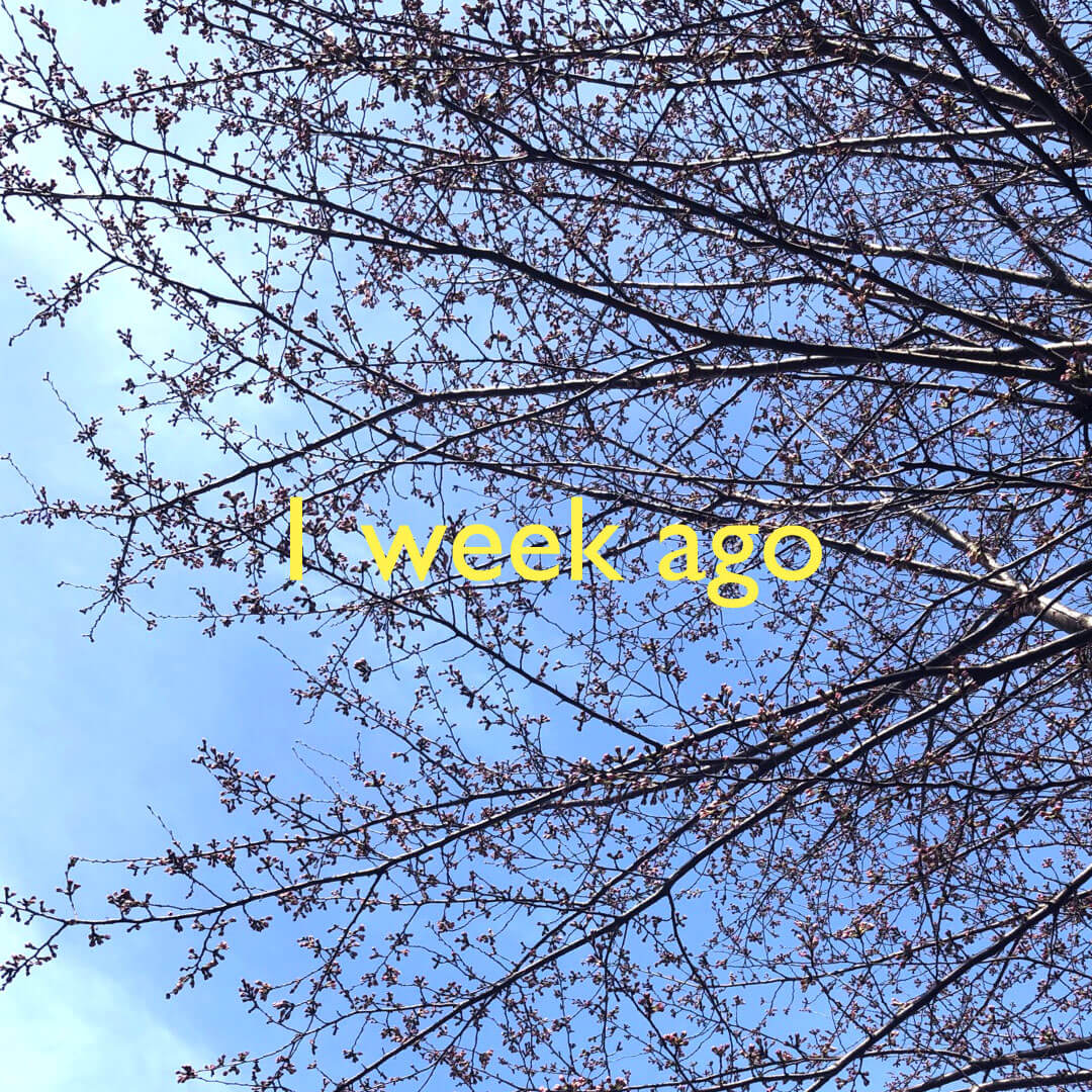 1週間前の桜のつぼみ