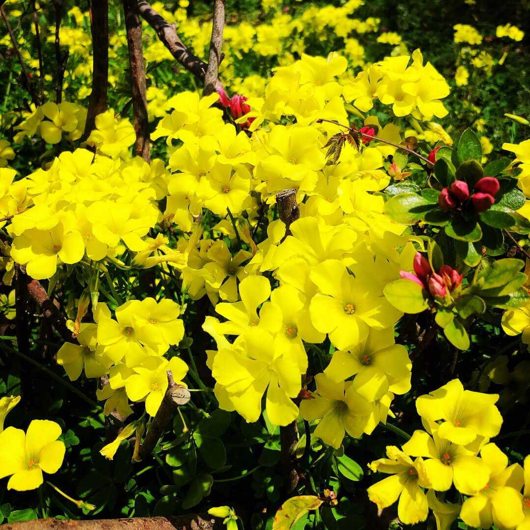 春の黄色い