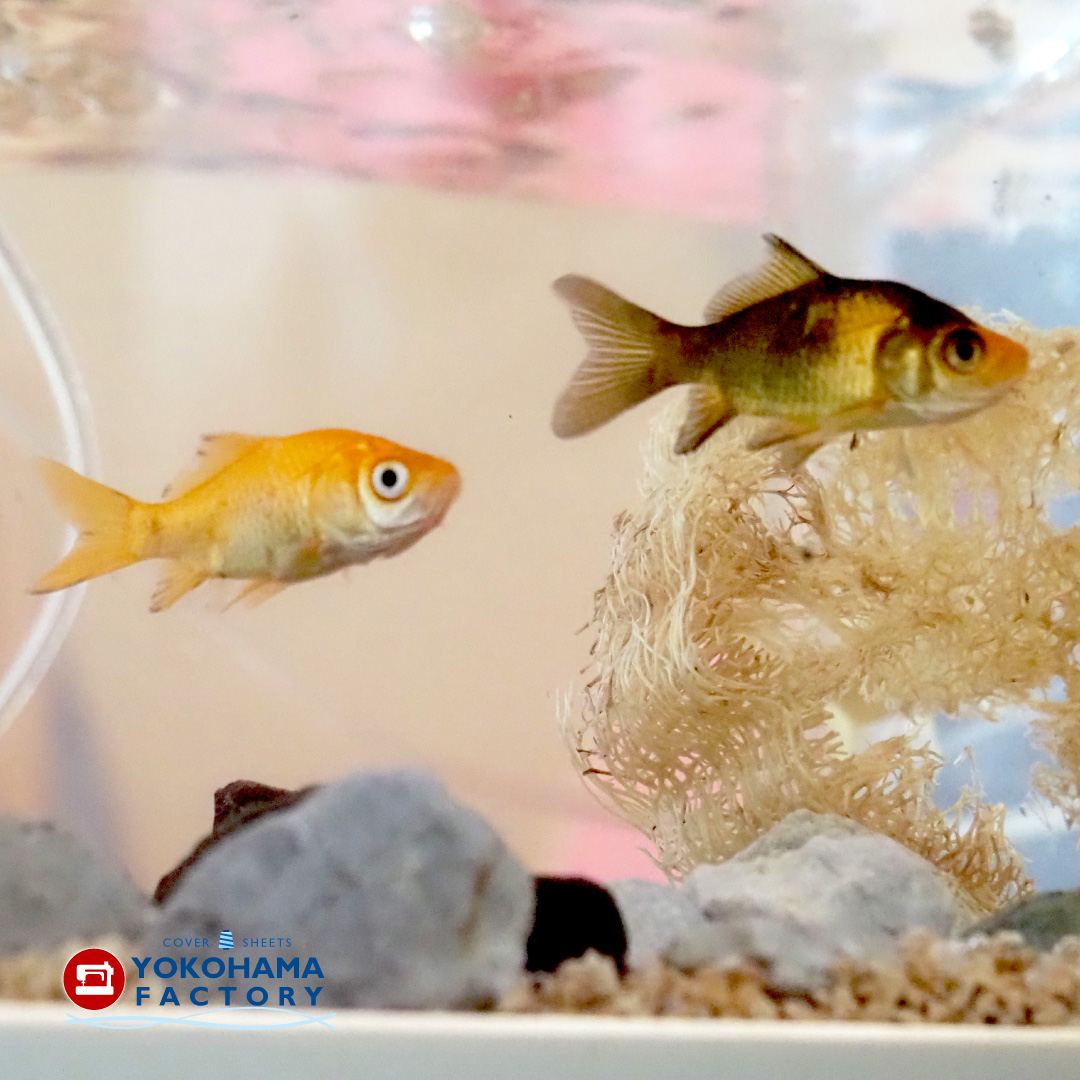 金魚